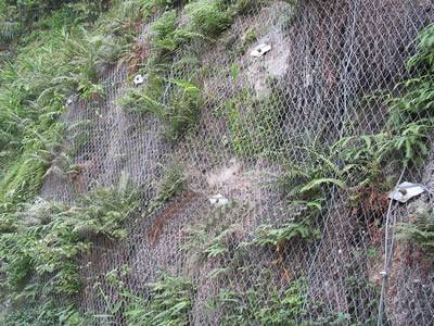 The hexagonal wire mesh is covering the slope with several plants growing